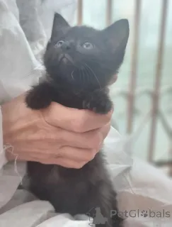 Фото №3. Чудесные котята Тим и Том в добрые руки.. Россия