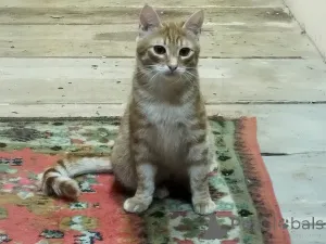 Дополнительные фото: Солнечные рыжие котята Тишка и Рыжик в дар