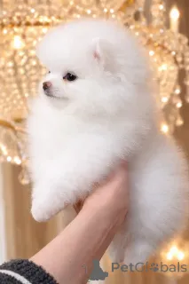 Дополнительные фото: VIP мiнi красунчик!