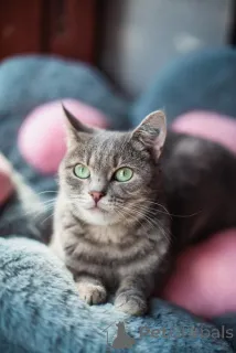 Фото №1.  - купить в Химках за Бесплатно. Объявление №159485