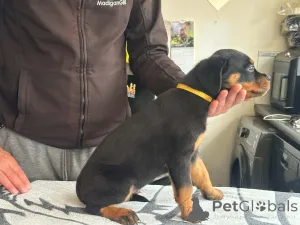Дополнительные фото: Kauniita ja leikkisiä rottweilerin pentuja, rekisteröity Kansasiin