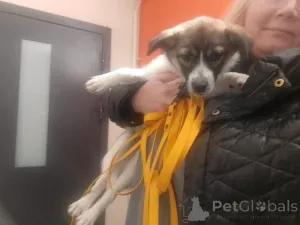 Дополнительные фото: Маленькая ласковая собачка, 5 месяцев