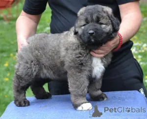 Дополнительные фото: Щенки кавказской немецкой овчарки
