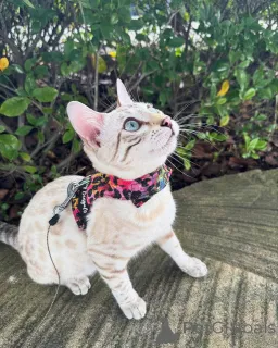 Фото №1. бенгальская - купить в Криенс за 69575₽. Объявление №152739