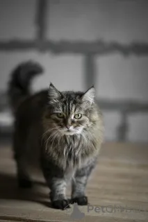 Фото №3. Каждой кошке нужен дом.. Россия