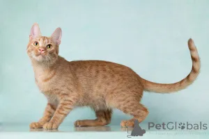 Дополнительные фото: Юна, чудесная ласковая кошечка-подросток ищет дом