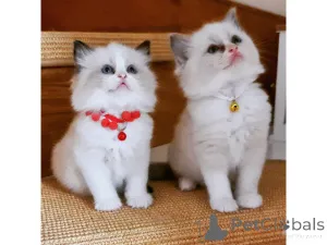 Фото №1. рэгдолл - купить в Виллебрук за договорная. Объявление №160492