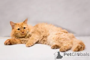 Фото №2 к объявлению №165231 о продаже  - купить в России частное объявление