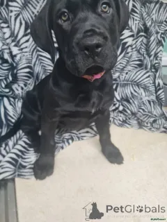 Фото №1. кане-корсо - купить в Два -бриджа за 35251₽. Объявление №166185