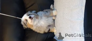 Дополнительные фото: Красивый миниатюрный блю-мерль МАС