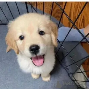 Фото №2 к объявлению №166163 о продаже беспородную - купить в Германии частное объявление