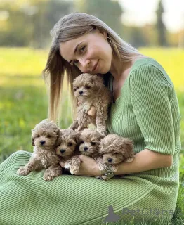 Дополнительные фото: Maltipoo Puppies WhatsApp 64 9-889 4165