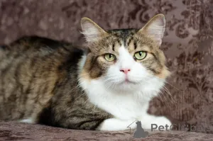 Фото №2 к объявлению №149216 о продаже  - купить в Беларуси частное объявление