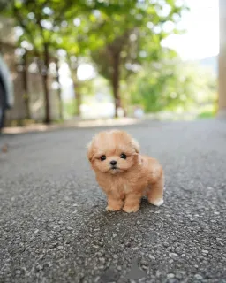 Фото №2 к объявлению №158250 о продаже мальтипу - купить в Финляндии заводчик