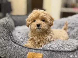 Фото №3. Мальтийская болонка, щенок.  Германия