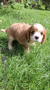 Дополнительные фото: мальчики Кавалер-Кинг-Чарльз-Спаниель