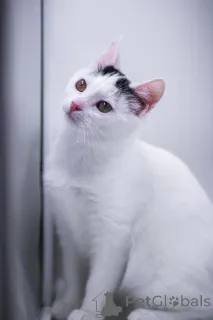 Фото №3. Малышка Кёрла в добрые руки!. Россия