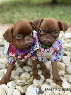 Фото №3. Брюссель Гриффон (Шоколадное соболь гладкое пальто).  Сербия