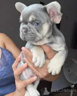 Фото №3. Franse Bulldog Puppy's Beschikbaar Voor Verkoop.  Бельгия