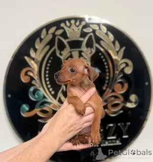 Фото №1.  - купить в Сараево за 31454₽. Объявление №161326