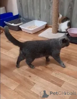 Фото №4. Продам британскую короткошёрстную в Балашихе частное объявление - цена Бесплатно