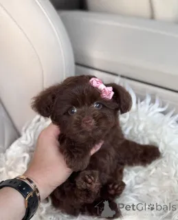 Фото №4. Продажа русскую цветную болонку в Бойсе заводчик - цена договорная