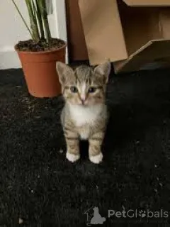 Фото №4. Продам европейскую короткошерстную в Берне частное объявление, заводчик - цена 46384₽