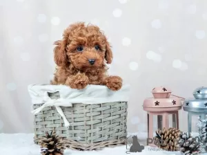 Фото №3. Щенки Toy Poodle Red Brown.  Германия