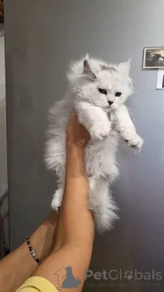 Дополнительные фото: Котята мейнкун