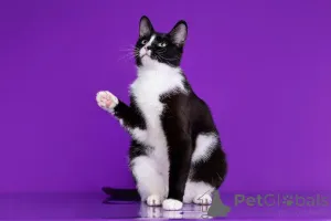 Фото №2 к объявлению №140657 о продаже  - купить в России частное объявление