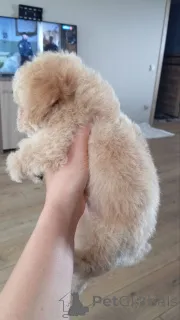 Фото №3. Щенки уникальной породы БиПу..  Россия