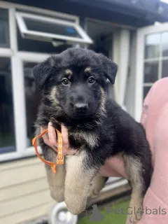 Фото №1. немецкая овчарка - купить в Бад Вильдунгене за договорная. Объявление №167546