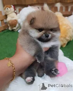 Дополнительные фото: Щенкам померанского шпица только что исполнилось 12 недель, и теперь они готовы