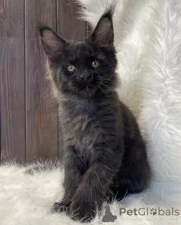 Дополнительные фото: Мягкая, как шепот, яркая, как рассвет, Аврора несет свет, куда бы она ни пошла.