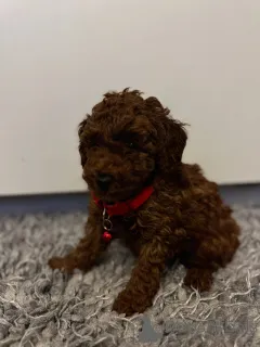 Фото №1. пудель (той) - купить в Албама за 30555₽. Объявление №159456