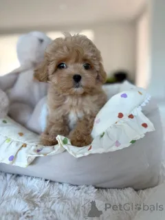 Фото №3. Entzückende Maltipoo-Welpen suchen einliebevolles Zuhause!.  Германия