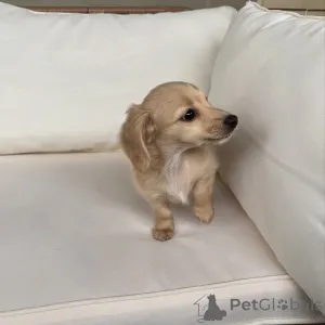 Фото №3. Щенки мини-таксы маленькие по размеру, но большие по характеру!.  Германия