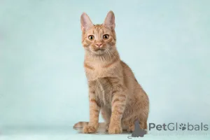 Фото №1.  - купить в Москова за Бесплатно. Объявление №154292