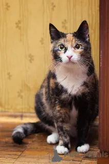 Дополнительные фото: Шикарная Ульяна ищет дом!