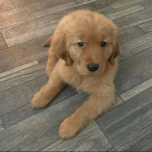 Фото №2 к объявлению №160317 о продаже  - купить в Испании частное объявление