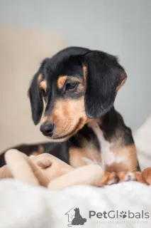 Фото №3. Очаровательная девочка Зиппи готова к переезду в новый дом..  Россия