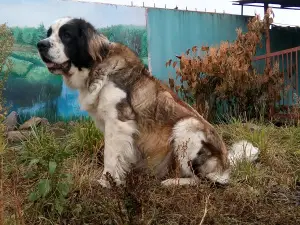 Дополнительные фото: Щенки московской сторожевой