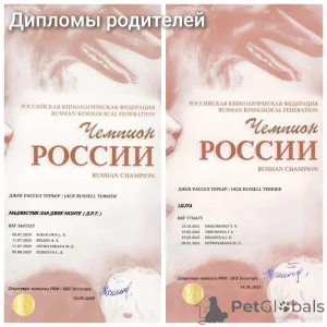Дополнительные фото: Щенок Джек Рассел Терьер с документами от Чемпионов