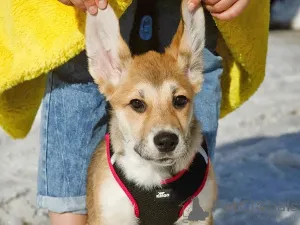 Дополнительные фото: Ласковая и нежная девочка-щенок Лилу ищет дом