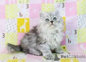 Фото №1. рэгдолл - купить в Антверпен за договорная. Объявление №161345