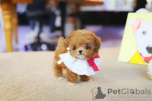 Дополнительные фото: Щенячий домик Хендрикса