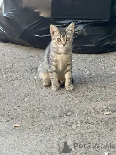 Дополнительные фото: Ищут дом трое котят.