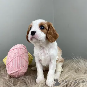 Фото №2 к объявлению №159304 о продаже кинг-чарльз-спаниеля - купить в Германии частное объявление