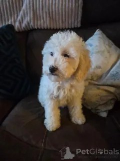 Фото №4. Продажа кавалер-кинг-чарльз-спаниеля в Арнсберг заводчик - цена 37107₽