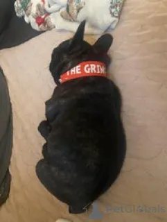 Фото №1. французский бульдог - купить в Рамштейн-Мизенбах за 51950₽. Объявление №166053